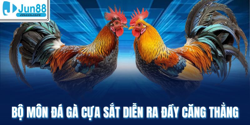 Bộ môn đá gà cựa sắt diễn ra đầy căng thẳng