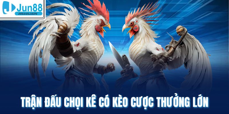 Trận đấu chọi kê có kèo cược thưởng lớn